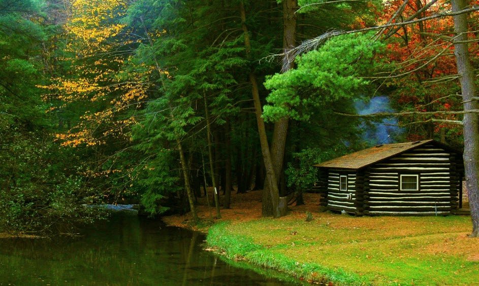 Cook Forest State Park, Pennsylvania, USA